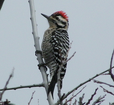 Ladder-backed Woodpecker male 1_12_2012